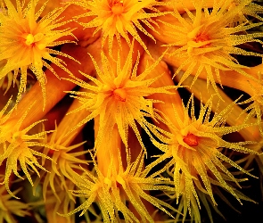 Pomarańczowy, koralowiec