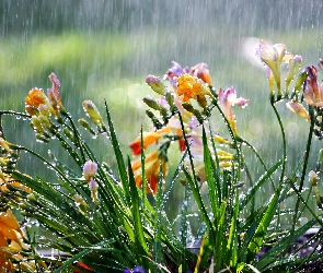 Frezje, Deszcz, Kwiaty