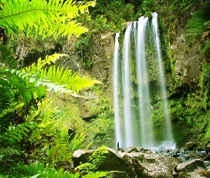 Wodospad, Paprocie, Skała
