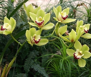 Cymbidium, Storczyk