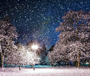 Drzewa, Park, Zima, Śnieg