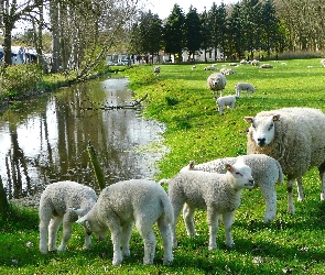 Owce, Rzeczka, Łąka