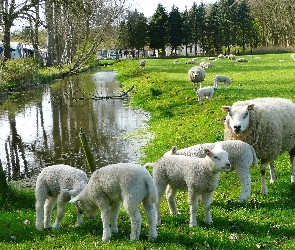 Łąka, Rzeczka, Owce
