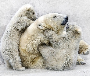 Zabawa, Polarnych, Rodzinka, Niedźwiedzi