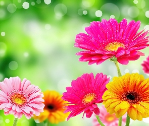 Kwiaty, Gerbery, Kolorowe