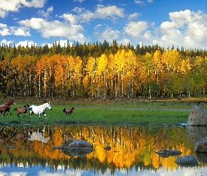 Konie, Jesień, Las