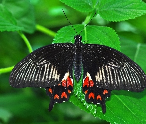 Liście, Zielone, Czarny, Motyl