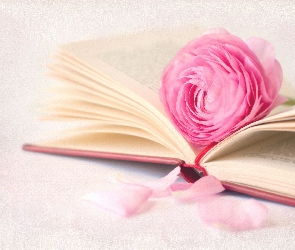 Książka, Rozłożona, Różowa, Róża