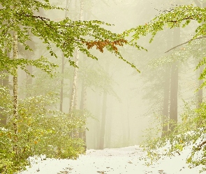 Droga, Mgła, Śnieg, Drzewa