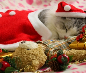 Kotek, Święta, Prezent, Ubranko, Śpiący