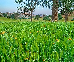 Zboże, Zielone, Krajobraz, Pole