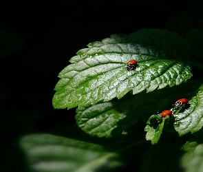 Liście, Biedronki, Zielone