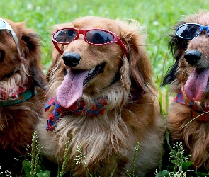 Psy, Słonecznych, Okularach, W, Trzy