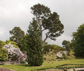 Drzewa, Trawnik, Krzewy, Kwitnące, Park