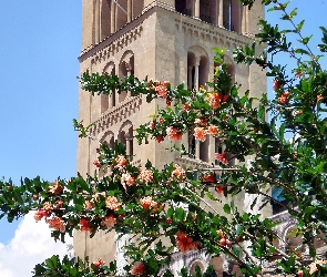 Wieża, Drzewo, Kwitnące