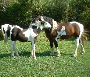 Konie, Łąka, Para