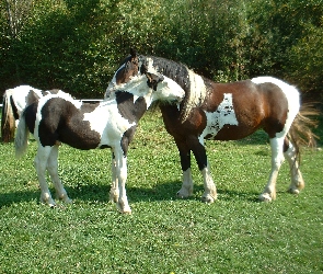 Para, Łąka, Konie