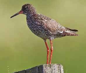 Krwawodziób
