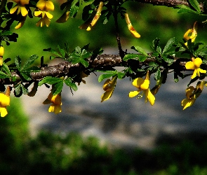 Kwitnące, Kwiatuszki, Żółte, Drzewko