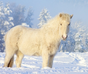 Zima, Śnieg, Koń