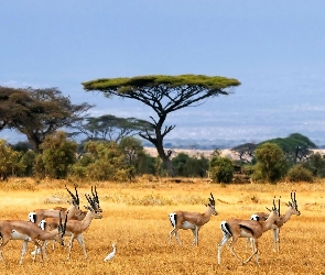 Antylopy, Gazele, Sawanna