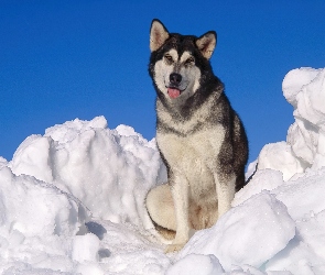 Siberian Husky, Śnieg, Piesek