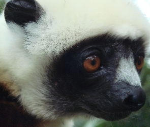 Sifaka, Głowa, Lemur