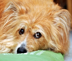 Kudłata, Mordka, Psia