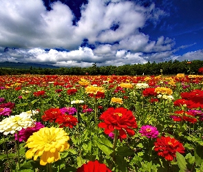Chmury, Kwiatów, Pole, Kolorowych