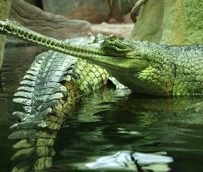 Zielone, Gawiale, Woda