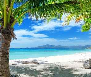 Tropik, Palmy, Ocean, Plaża