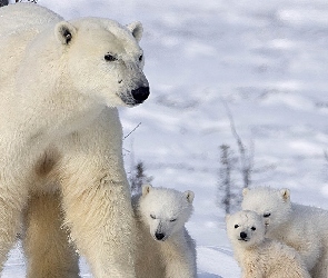 Rodzinka, Polarnych, Niedźwiedzi