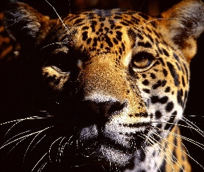 Pysk, Wąsy, Leopard
