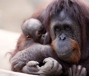 Małpa, Małe, Orangutan
