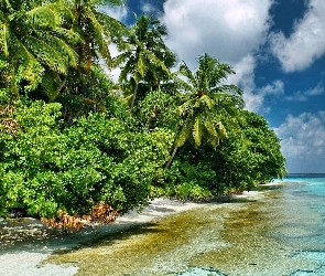 Tropik, Palmy, Chmury, Ocean