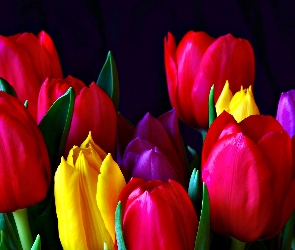 Kolorowe, Tulipany
