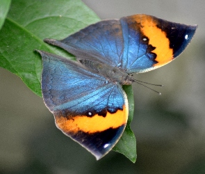 Motyl, Kolorowy, Zielony, Liść