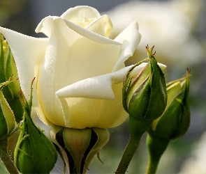Biała, Pączki, Róża