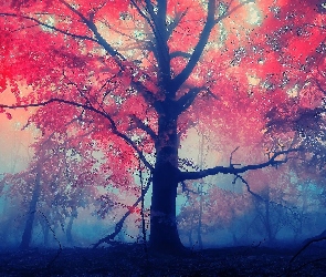 Drzewo, Jesień, Mgła