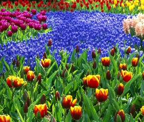 Tulipany