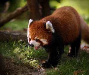 Czerwona, Pandka ruda, Panda