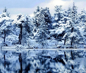 Drzewa, Zima, Jezioro
