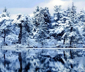 Jezioro, Zima, Drzewa