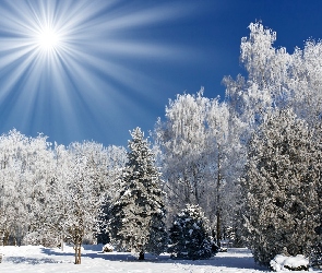 Drzewa, Zima, Słońca, Promienie, Park