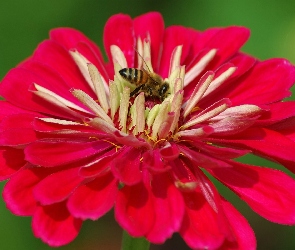 Czerwony, Pszczoła, Kwiat