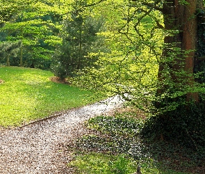 Drzewa, Dróżka, Park