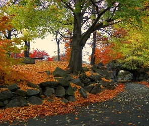 Drzewa, Kamienie, Jesień, Droga