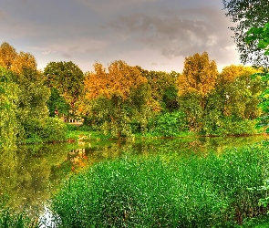 Trawy, Jezioro, Jesień, Las