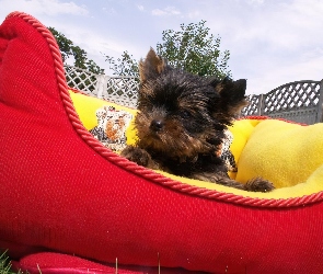 Szczeniaczek, Legowisko, Yorkshire Terrier