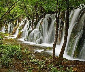Wodospad, Drzewa